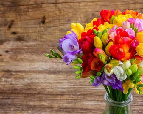 How to Grow Freesia