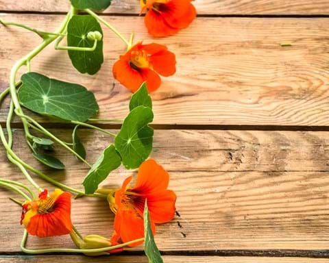 How to Grow Nasturtium