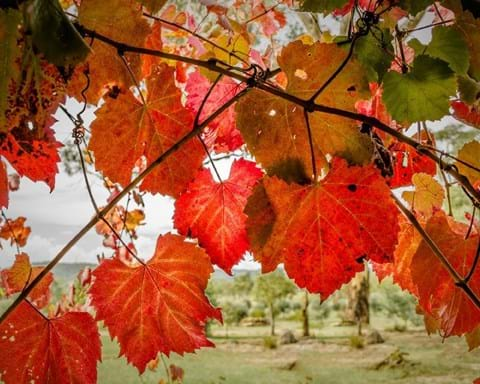 How to Grow Ornamental Grape