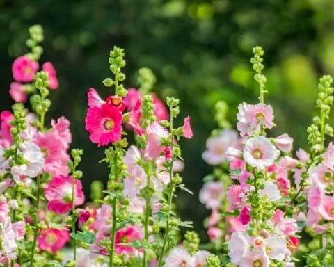 How to Grow Hollyhock