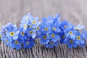 How to Grow Forget-Me-Not Flowers