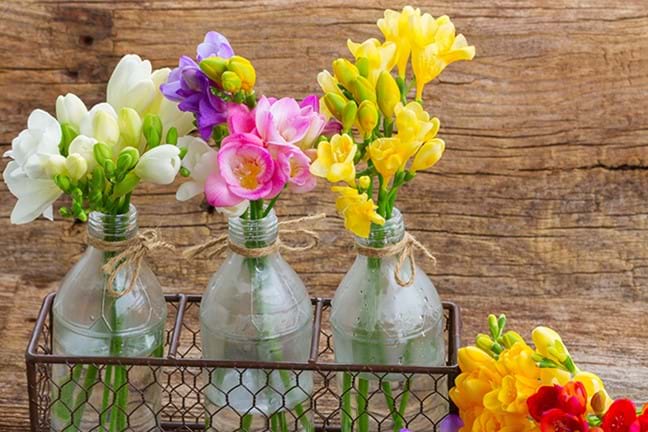 3 glass bottles full of fresh cut freesia flowers sitting in a metal wire holder and sitting on a timber bench