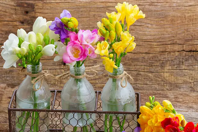 3 glass bottles full of fresh cut freesia flowers sitting in a metal wire holder and sitting on a timber bench