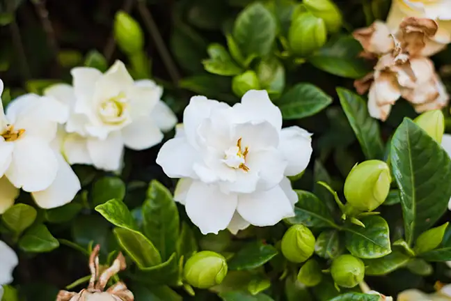 gardenia florida in flower with buds and open flowers on a bush