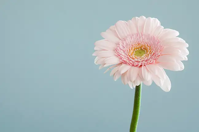 a single soft pink gerbera against a light blue background