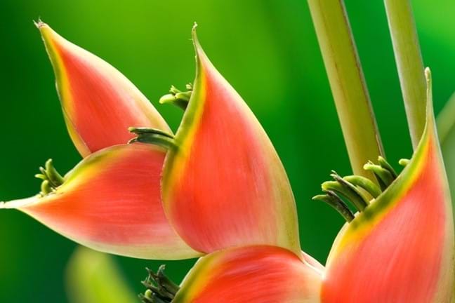 how to grow heliconia 2