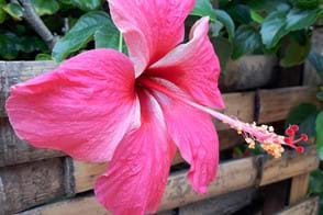 how to grow hibiscus 2