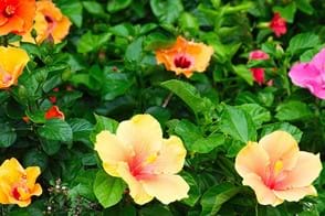 how to grow hibiscus 3