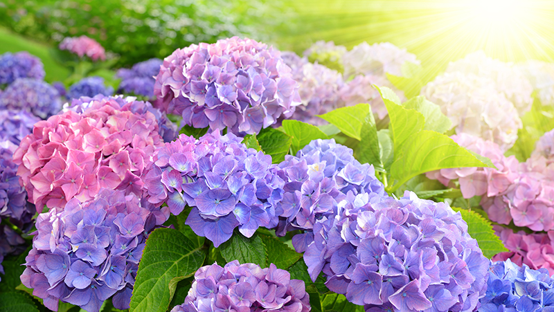 How To Plant Hydrangeas In Ground - GROWING HYDRANGEAS IN THE UK