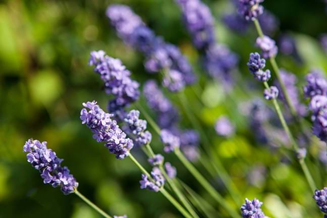 close up of english lavender flowers growing on a plant