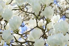How to Grow Magnolias | Yates Australia