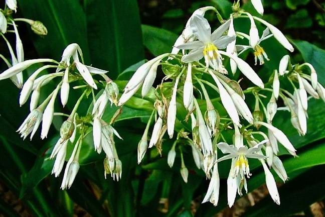 how to grow new zealand rock lily 2
