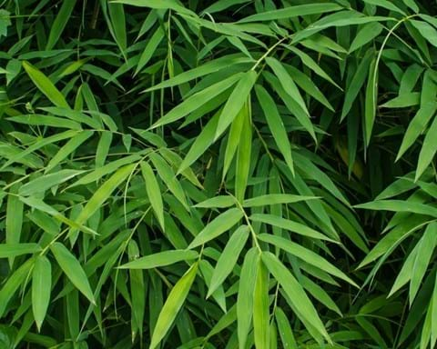 How to Grow Bamboo