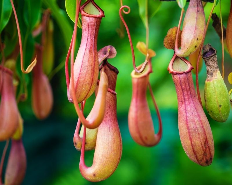 How To Grow Pitcher Plant | Yates Australia