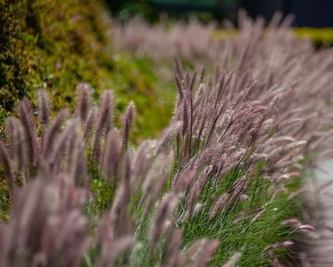 How to Grow Purple Fountain Grass