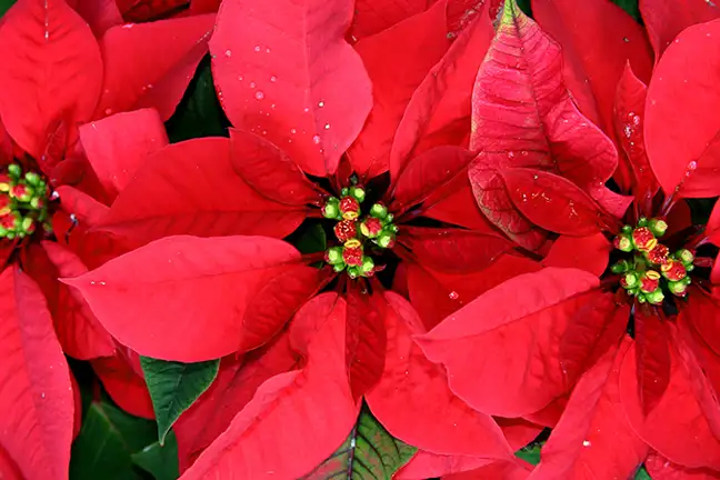 how to grow poinsettia 2