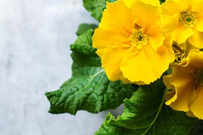 how to grow polyanthus 2