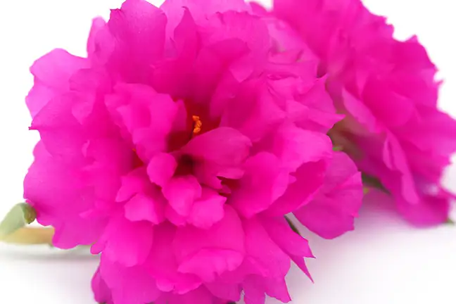 how to grow portulaca 2