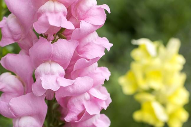 how to grow snapdragons 2