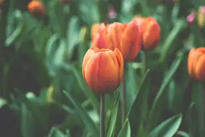 a bed of orange flowering tulips