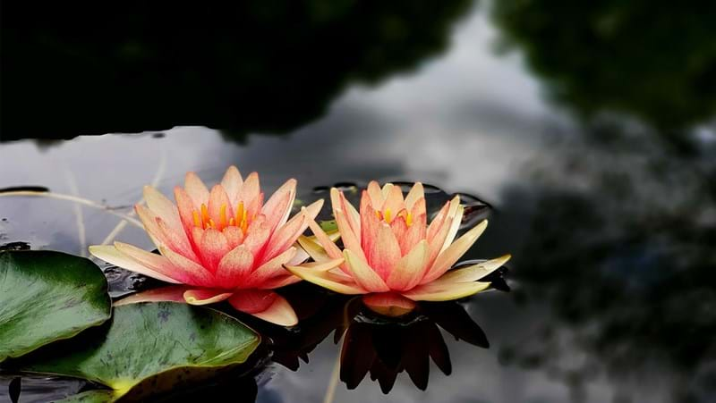 how-to-grow-water-lilies