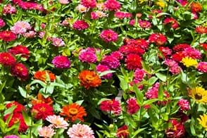 zinnia bed in flower, in colours of pinks, yellows, and oranges