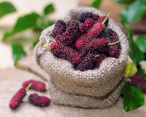 How to Grow Mulberry