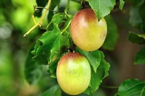 How to Grow a Passionfruit Vine