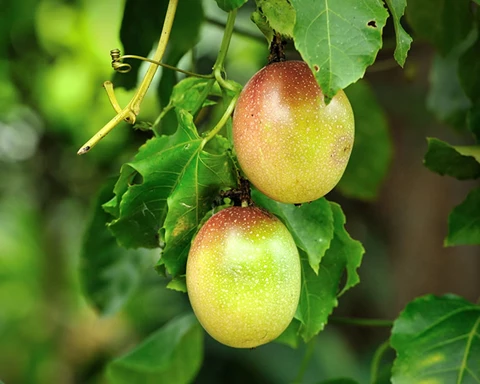 2 passionfruit hanging from a vine