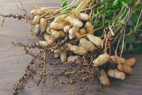 How to Grow Peanut