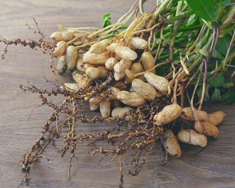 How to Grow Peanut