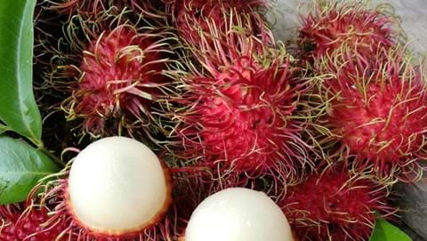 How to Grow Rambutan