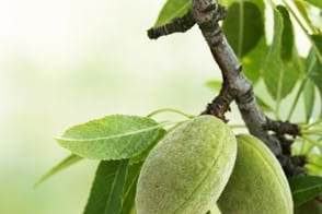 how to grow almond 3