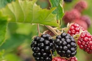 how to grow blackberries 2