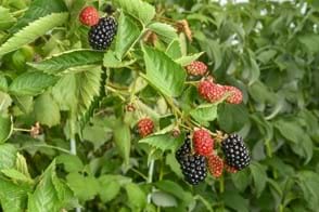 how to grow blackberries 3