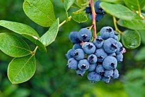 how to grow blueberries 3