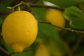how to grow lemons 2