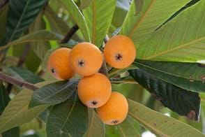 how to grow loquat 2