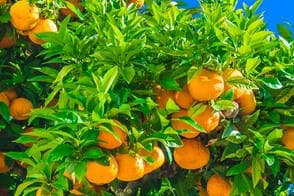 how to grow mandarin 2
