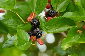how to grow mulberries 2