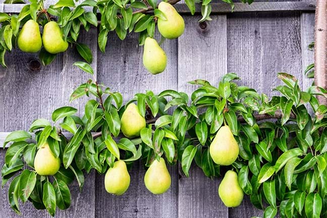 how to grow pear 2