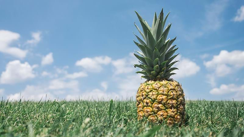 How To Grow Pineapple