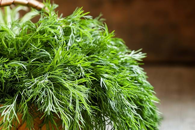 how to grow dill 2