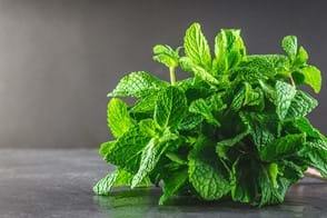 how to grow mint 3