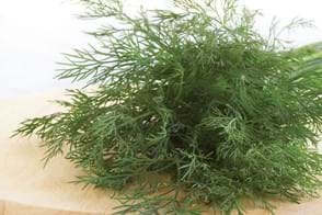 How to Grow Dill