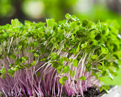 How to Grow Microgreen