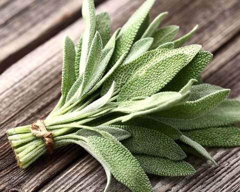 How to Grow Sage