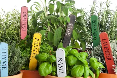 Top 10 Herbs To Grow In Your Garden