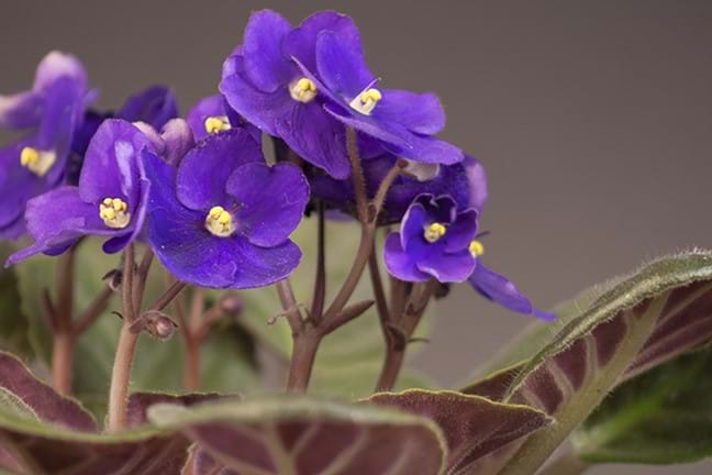 how to grow african violet 2
