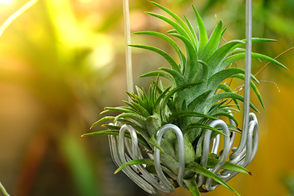 how to grow air plants 3